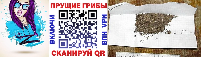 Купить закладки  Гаджиево  Псилоцибиновые грибы Psilocybine cubensis 
